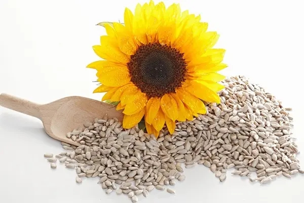 Sunflower Seed solvent extraction Project