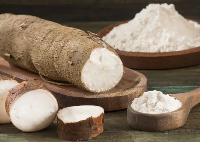 Establishing a cassava starch processing plant in Africa
