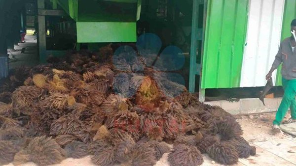 Huatai Complete Palm Oil Processing Line: Advanced Engineering for Maximum Efficiency and Quality