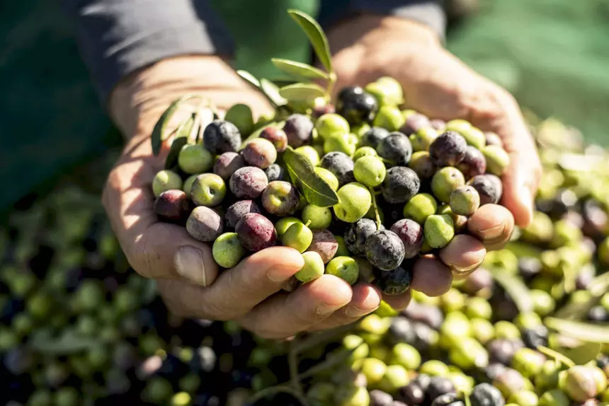 Olive harvest
