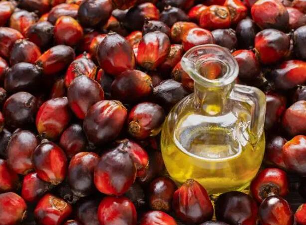 What is the price of palm oil processing machine?