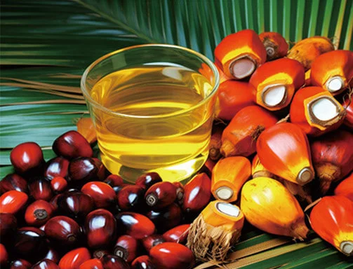 Palm oil mill plant processing line
