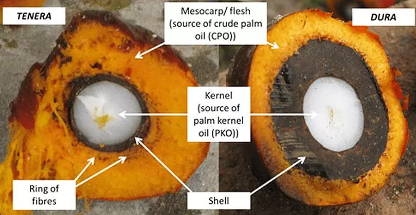 Refined vs unrefined palm oil