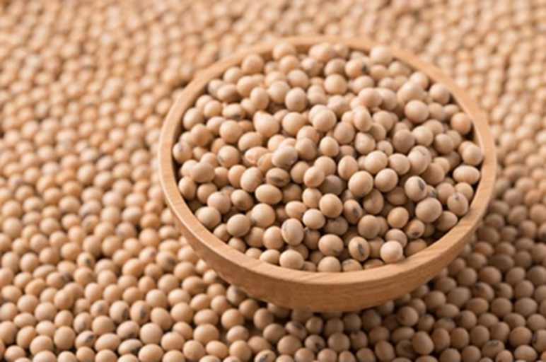 Unlocking Soybean Processing Efficiency with Huatai Oil & Grain Machinery