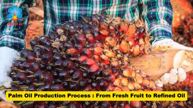 Complete Palm Oil Production Process Video