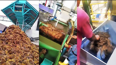 How Is Palm Oil Produced?