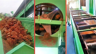 Palm Fruit Separator and Oil Press Machine Video
