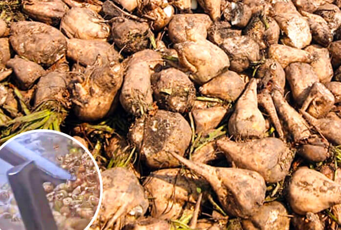 Beetroot sugar production process